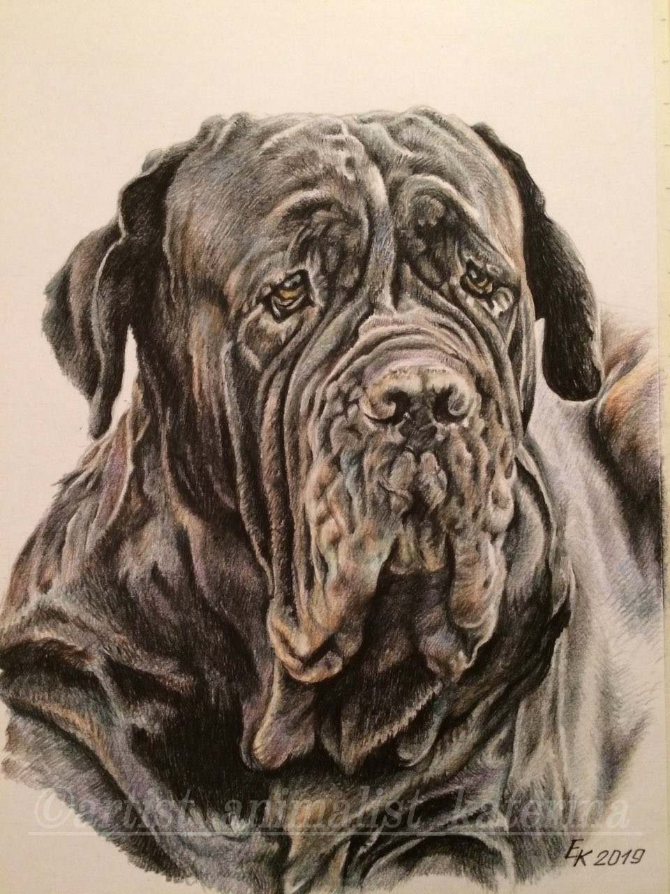 I draw portraits of dogs and cats with colored pencils. - My, Pencil drawing, Portrait by photo, Longpost