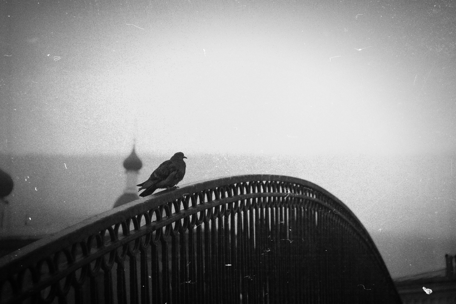 pigeon drama - My, Love and pigeons, Black and white, Beginning photographer, Canon 50D, Helios44-2, Longpost, Helios44-2