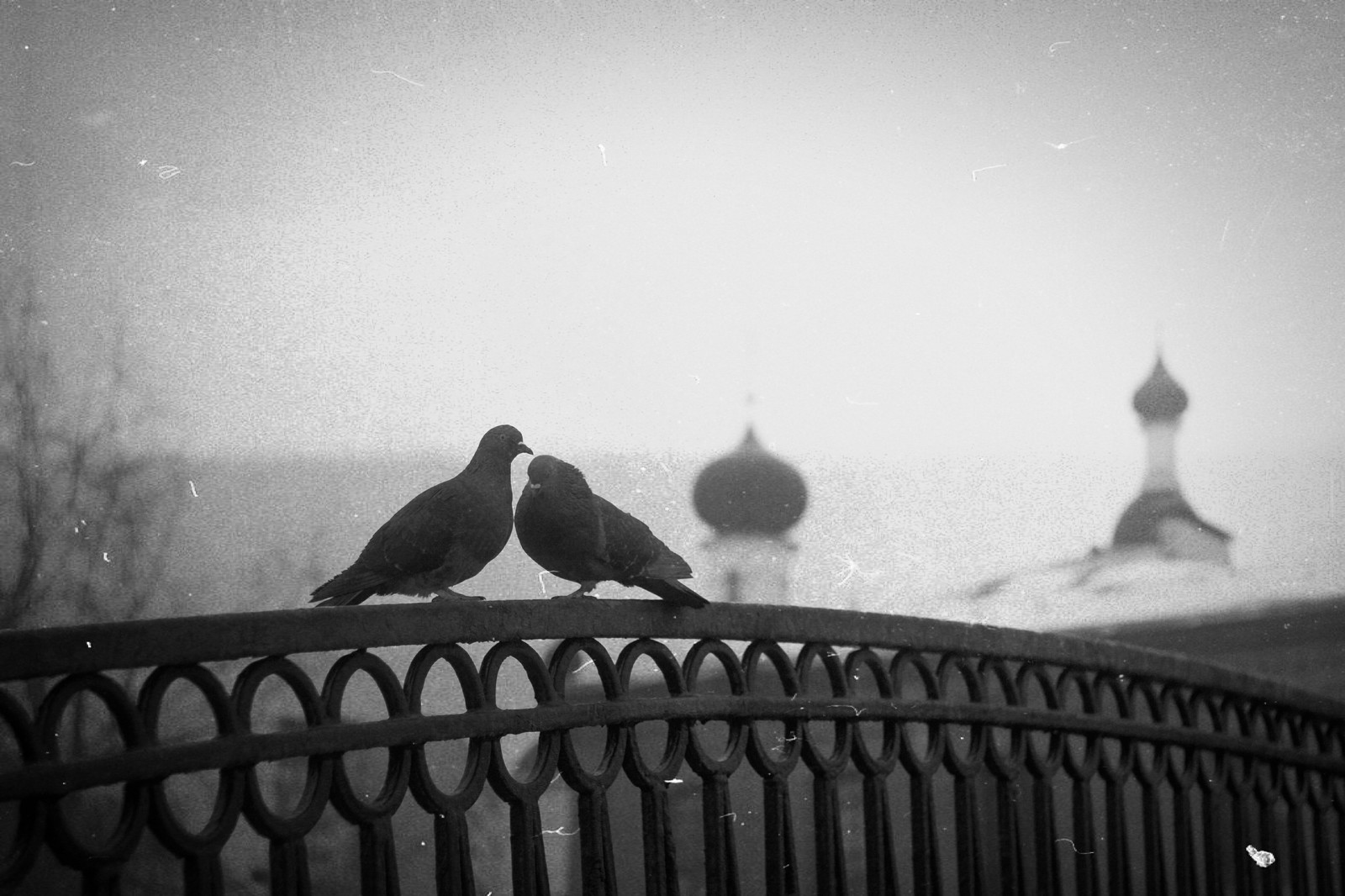 pigeon drama - My, Love and pigeons, Black and white, Beginning photographer, Canon 50D, Helios44-2, Longpost, Helios44-2