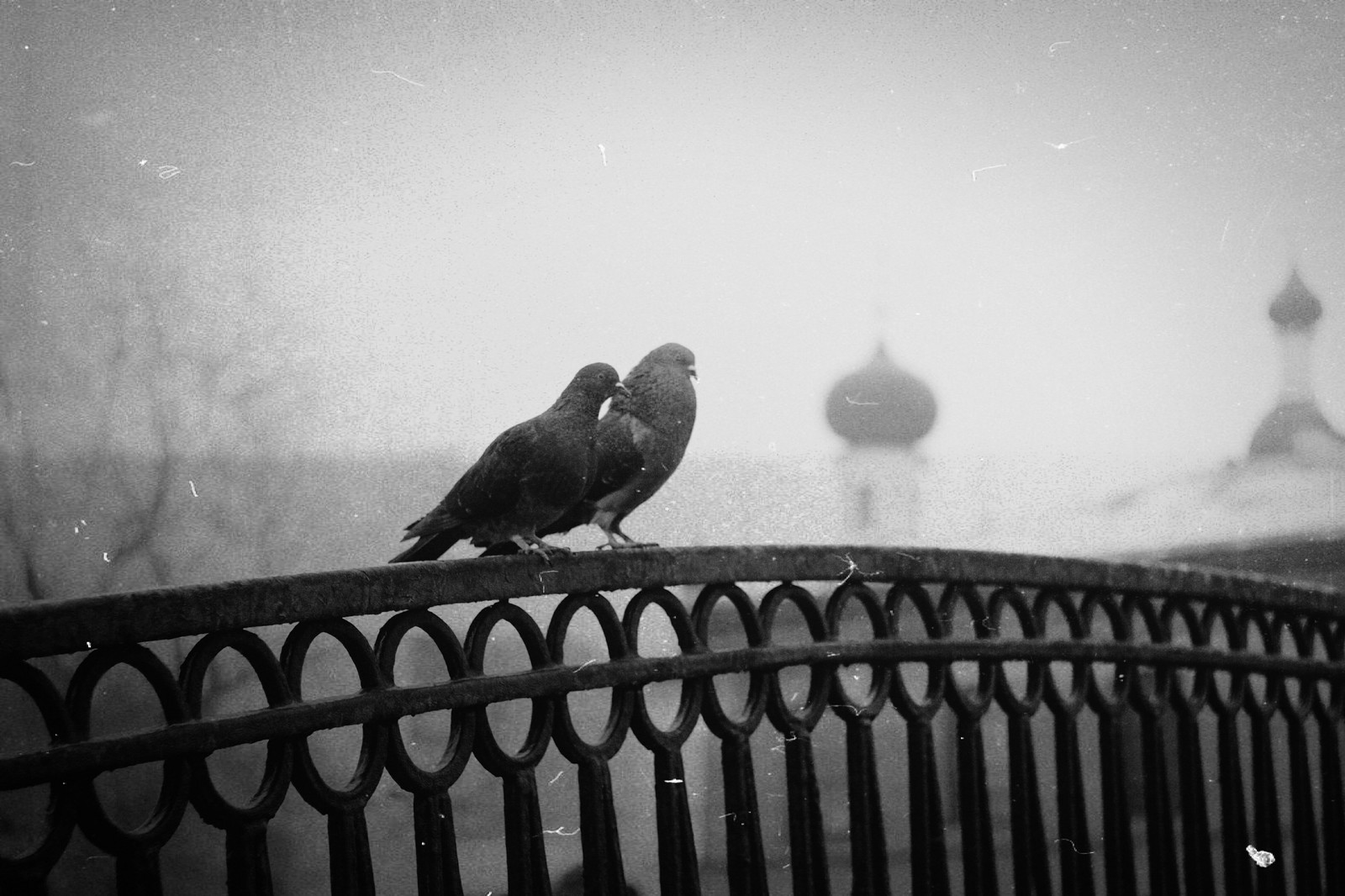 pigeon drama - My, Love and pigeons, Black and white, Beginning photographer, Canon 50D, Helios44-2, Longpost, Helios44-2