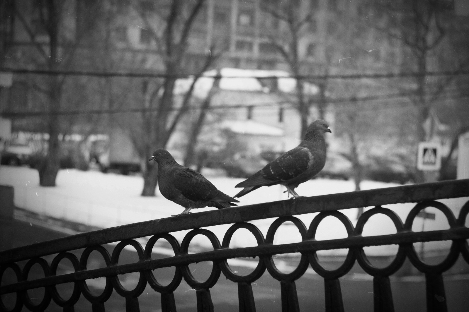 pigeon drama - My, Love and pigeons, Black and white, Beginning photographer, Canon 50D, Helios44-2, Longpost, Helios44-2