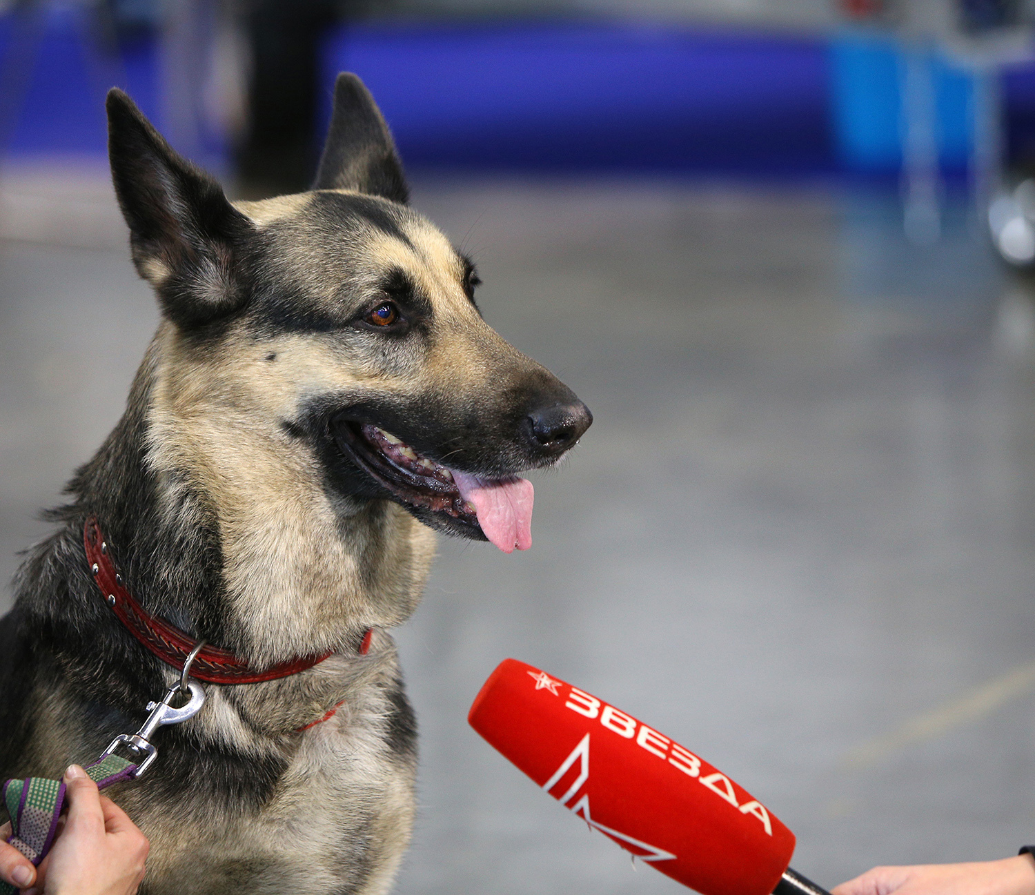 Spied at a dog show - My, Dog, Animals, The photo, Dog show, Dog days, Longpost