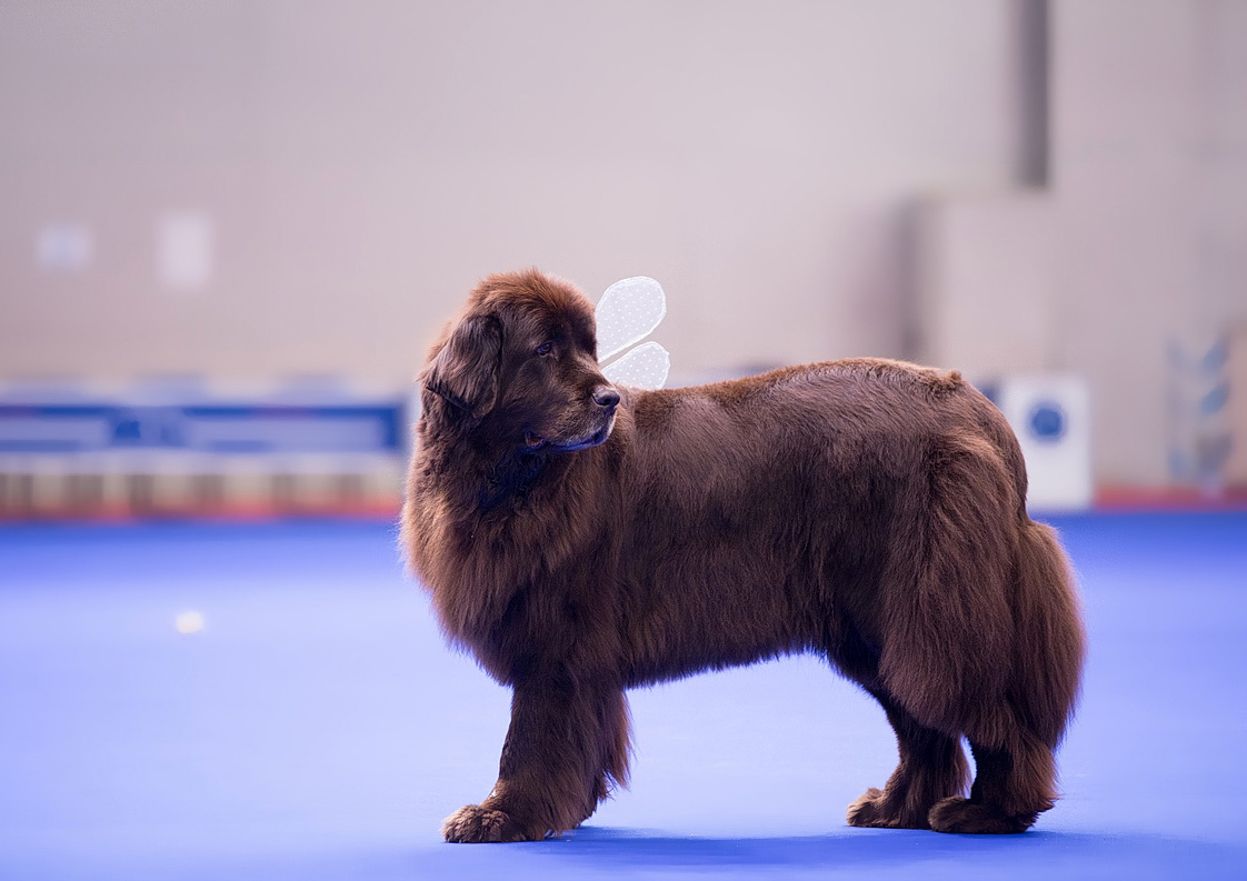 Spied at a dog show - My, Dog, Animals, The photo, Dog show, Dog days, Longpost