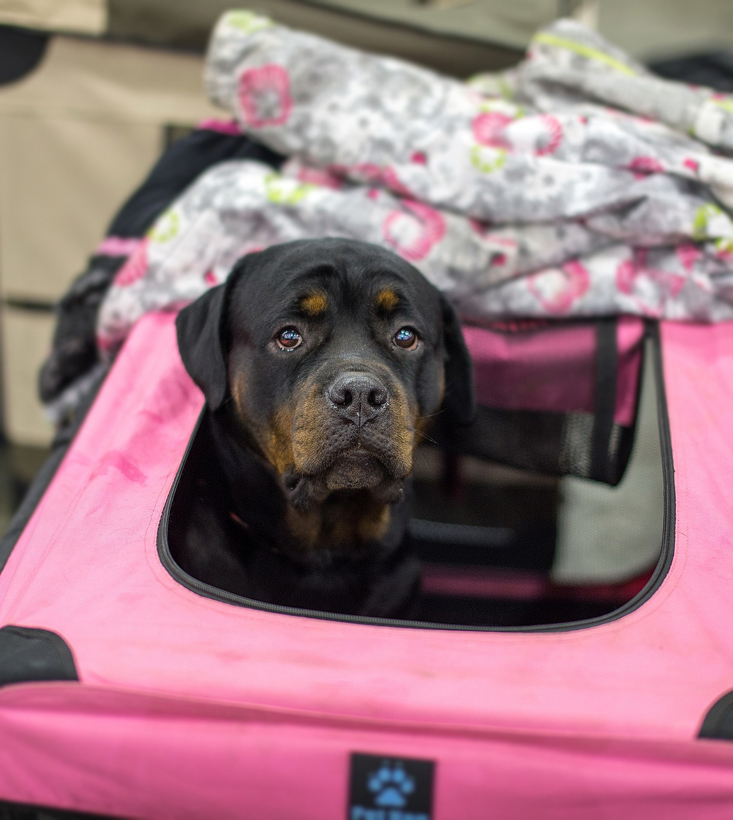 Spied at a dog show - My, Dog, Animals, The photo, Dog show, Dog days, Longpost