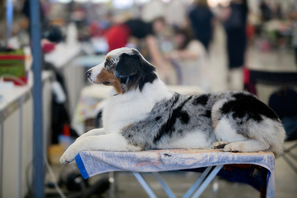 Spied at a dog show - My, Dog, Animals, The photo, Dog show, Dog days, Longpost