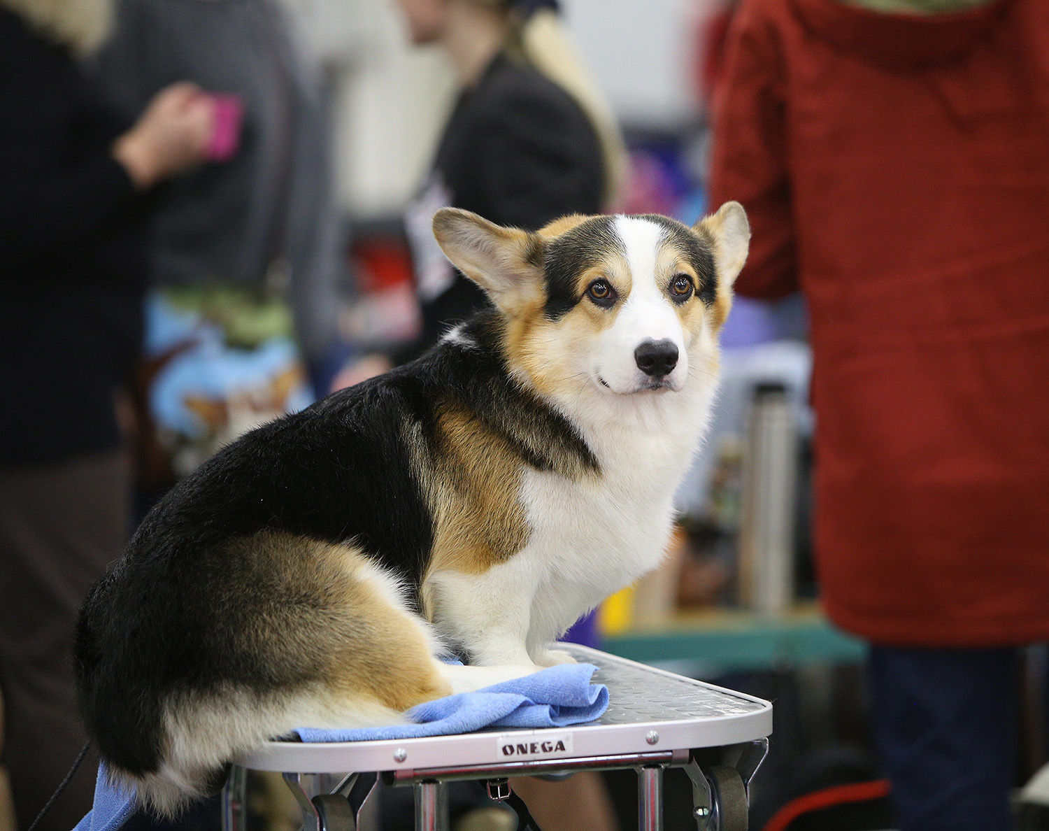 Spied at a dog show - My, Dog, Animals, The photo, Dog show, Dog days, Longpost