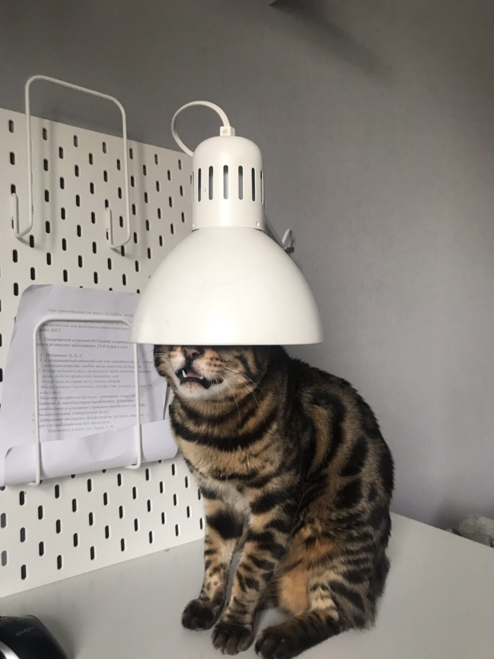 Cat lamp... - My, Cat with lamp, cat