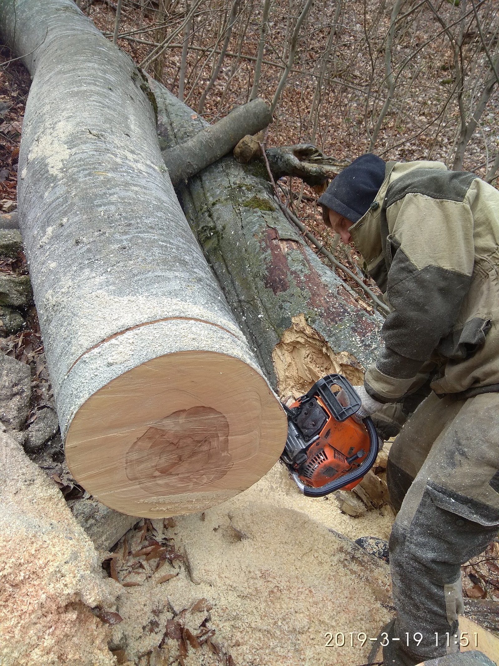 Deadwood. - Beech, Deadwood, Longpost