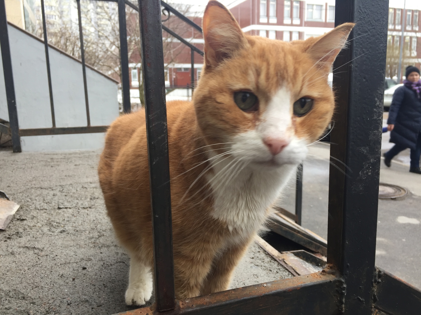 Neighbor cat - My, cat, , Longpost