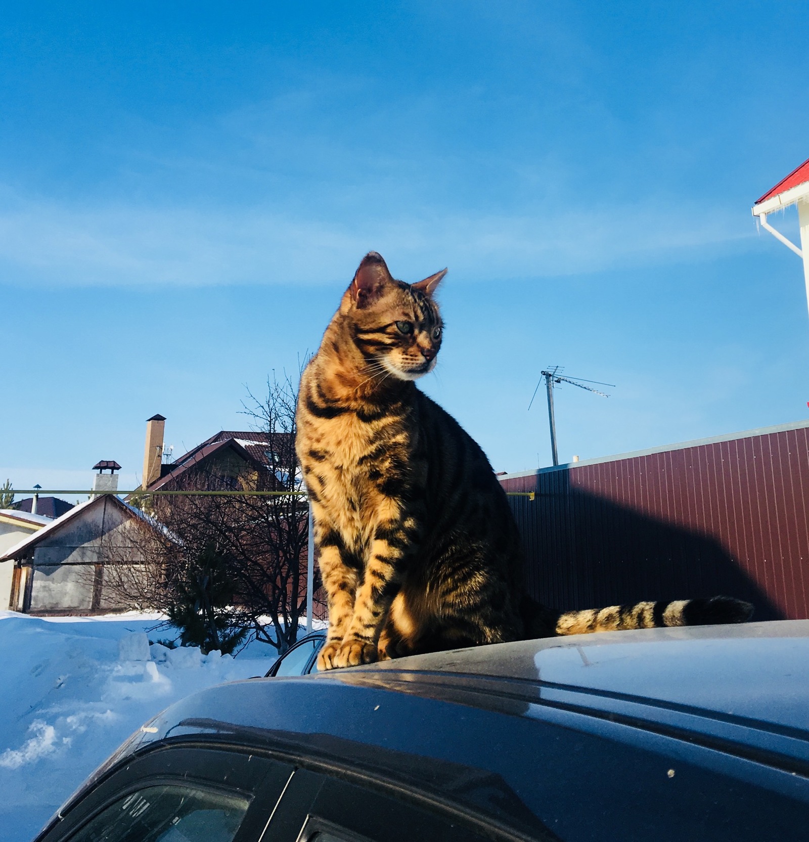 In anticipation of spring... - My, Bengal cat, The photo, Pets