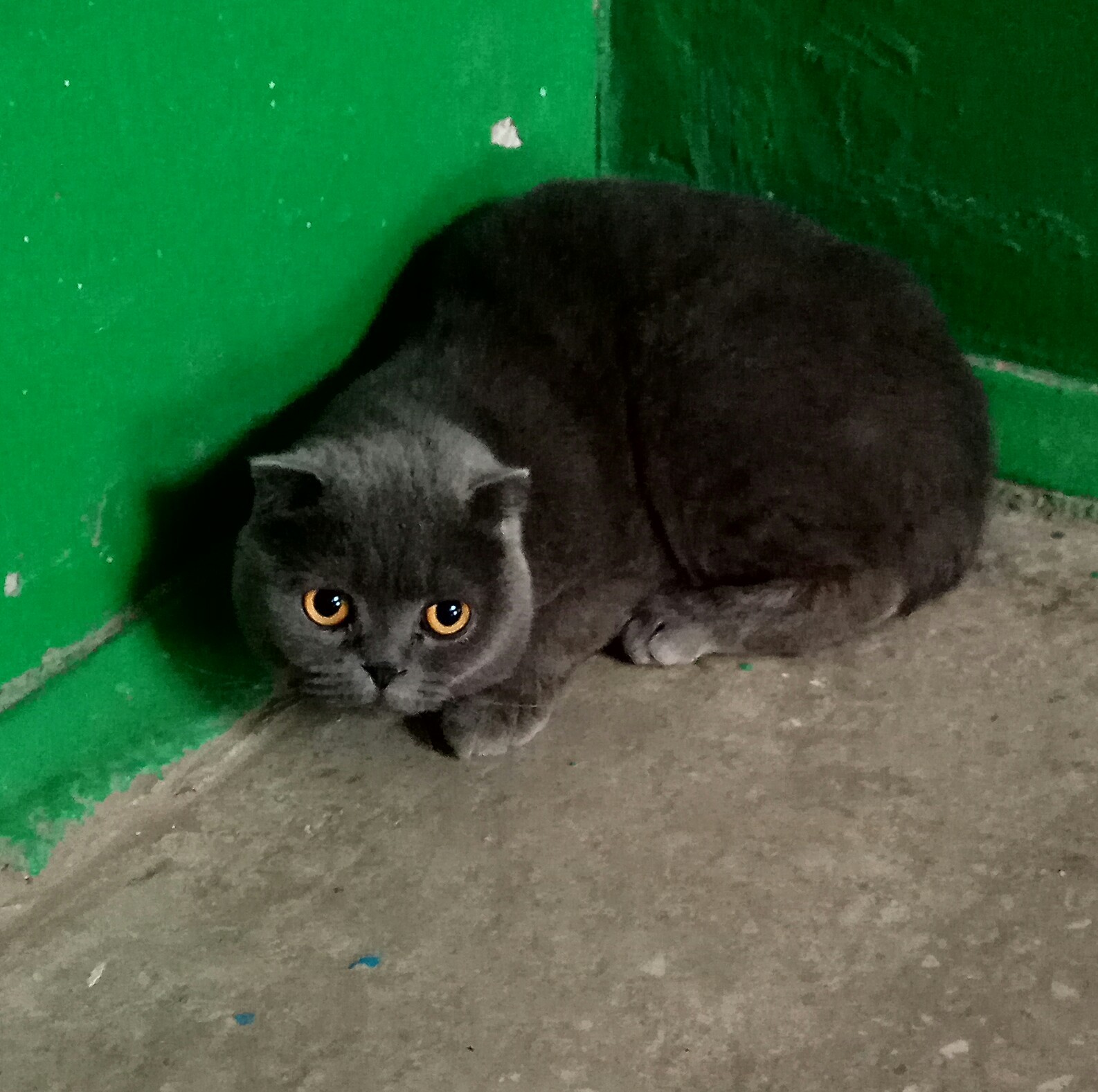 Found a cat. - My, Found a cat, Ufa, cat, Lost, No rating