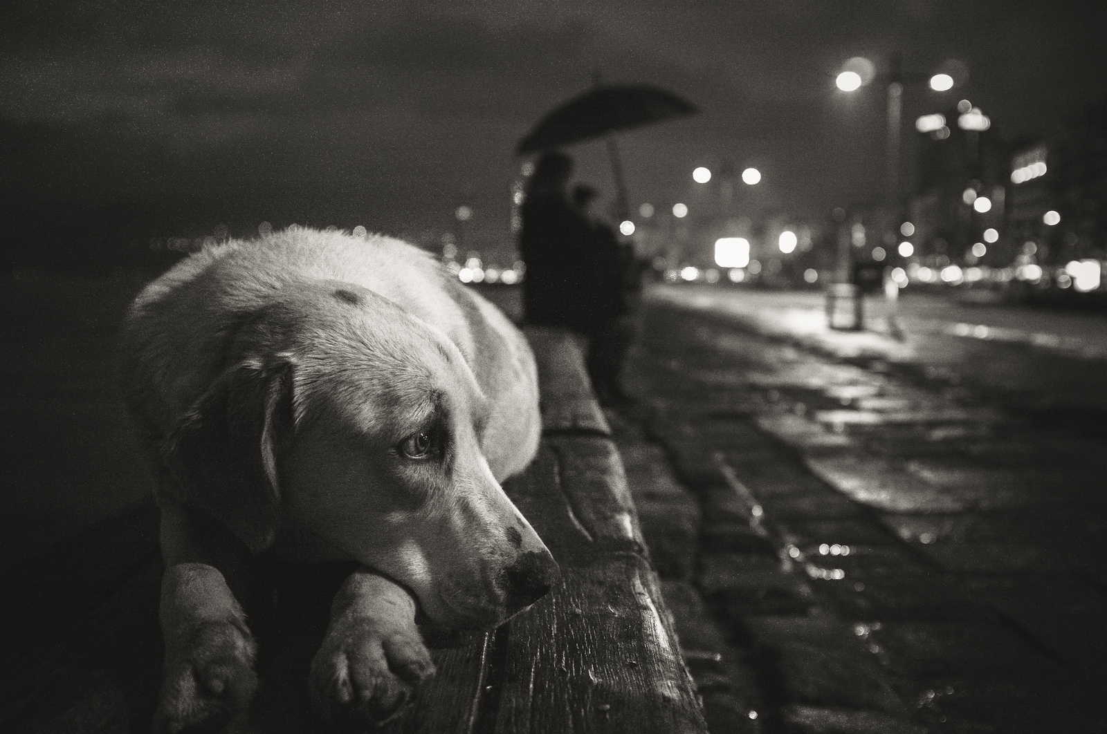 Sadness - Dog, Black and white photo, Sadness, Sight, Pets