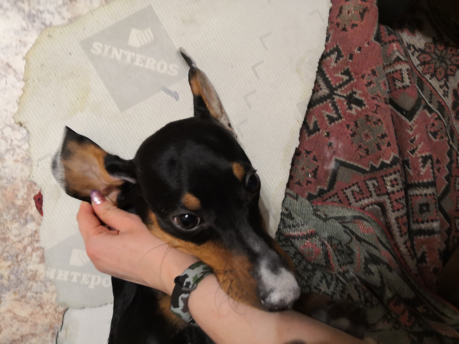 Caught in the act - My, Dog, Dachshund, Puppies, Linoleum, Pets