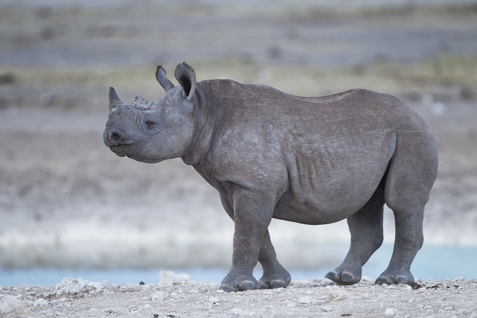 How alternative medicine is killing rhinos. - Zoology, Rhinoceros, Poachers, The medicine