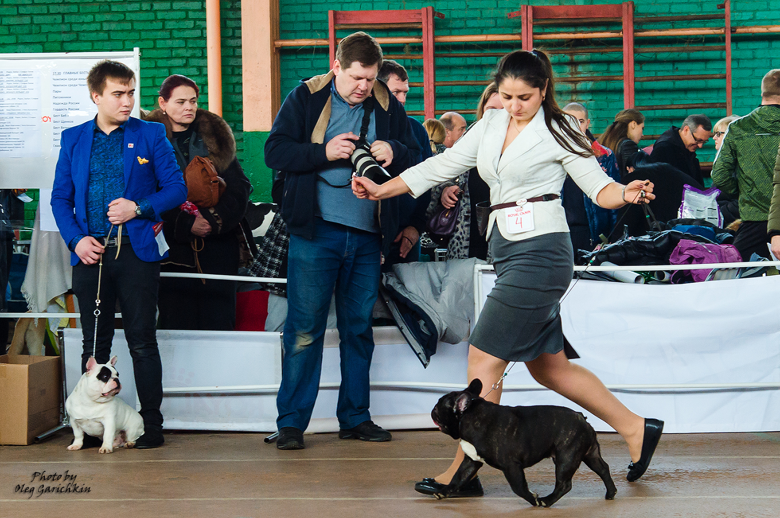 I bring to your attention a number of reportage pictures from dog shows held in 2018 in the South of Russia, enjoy watching))) - My, Dog, Dogs and people, Exhibition, Dog show, Animalistics, Longpost, Pets