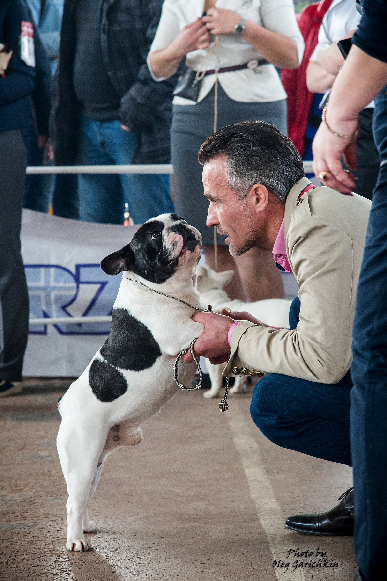 I bring to your attention a number of reportage pictures from dog shows held in 2018 in the South of Russia, enjoy watching))) - My, Dog, Dogs and people, Exhibition, Dog show, Animalistics, Longpost, Pets