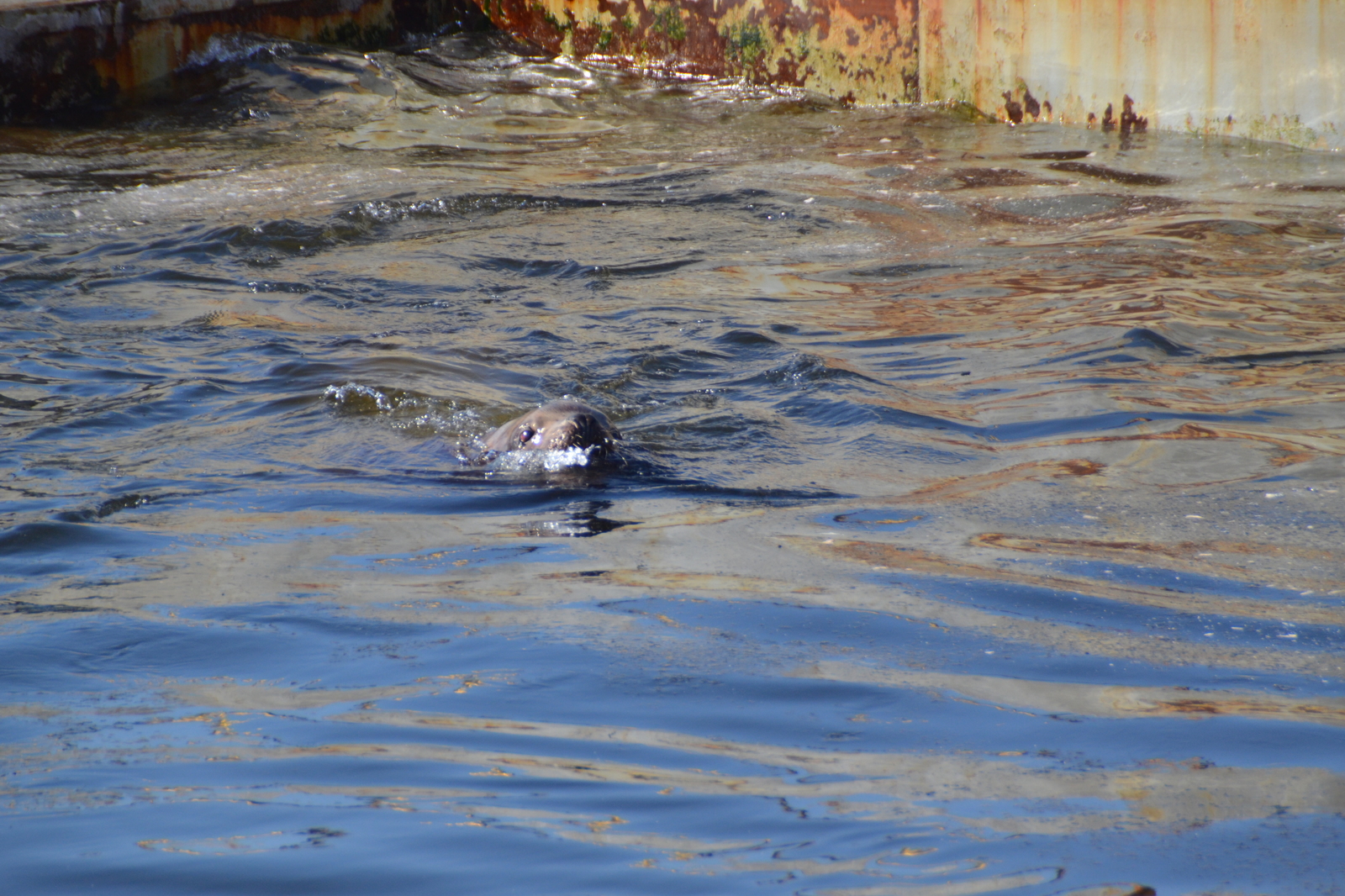 Kamchatka, Avacha Bay, sea lions. - My, Kamchatka, Sea lions, Avacha Bay, Longpost