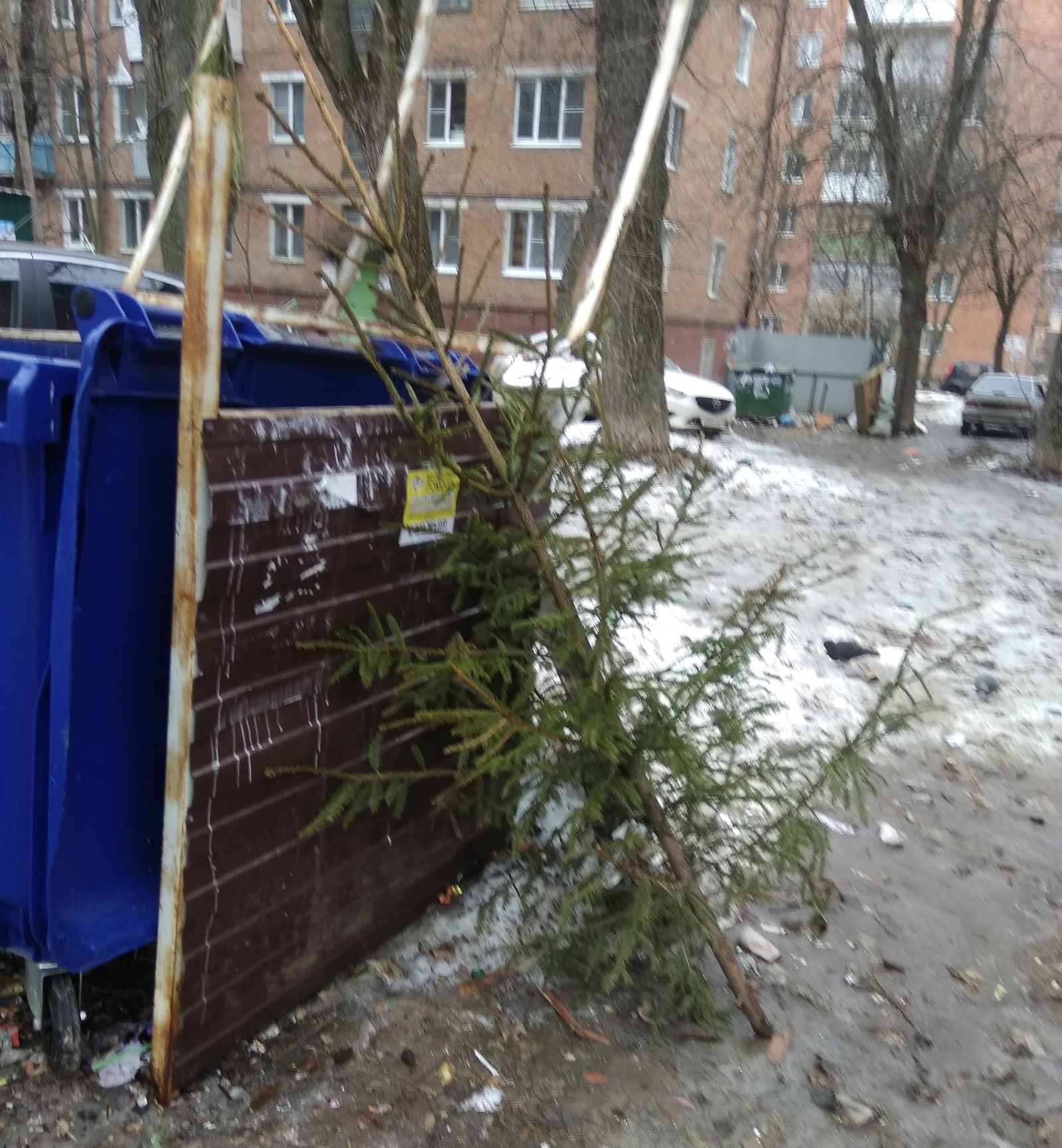 20th of March. Another weakling has given up - Christmas trees, New Year, Gave up, Garbage