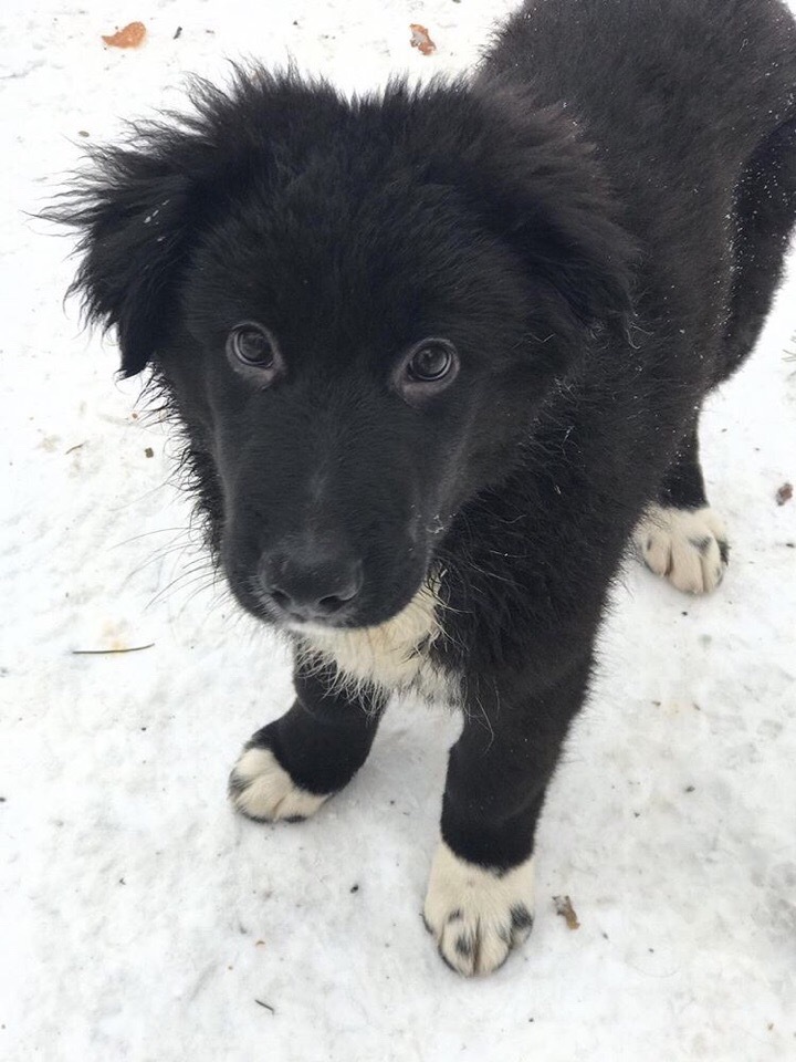 LITTLE SHEPHERD DOGS LOOK FOR A HOUSE! - My, Dog, Saint Petersburg, Leningrad region, Puppies, Longpost, In good hands, No rating, Pets