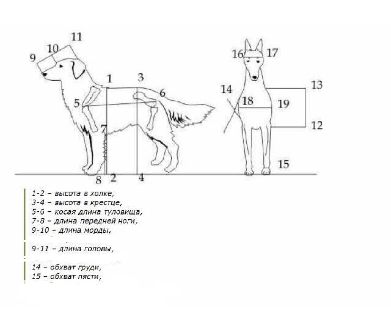 Холка 20 кг. Измерение роста собаки в холке. Как замерить рост собаки в холке правильно. Как мерить рост в холке у собаки. Измерение высоты в холке у собаки.