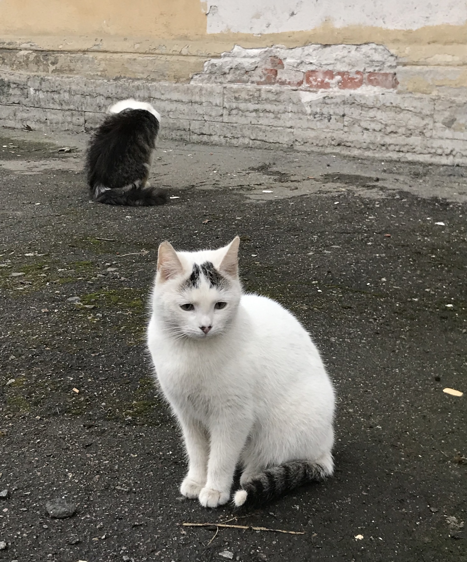 Бровки котикам. Не дорого, качественно, запись в ЛС - Моё, Кот, Брови, Санкт-Петербург, Петроградка, Длиннопост