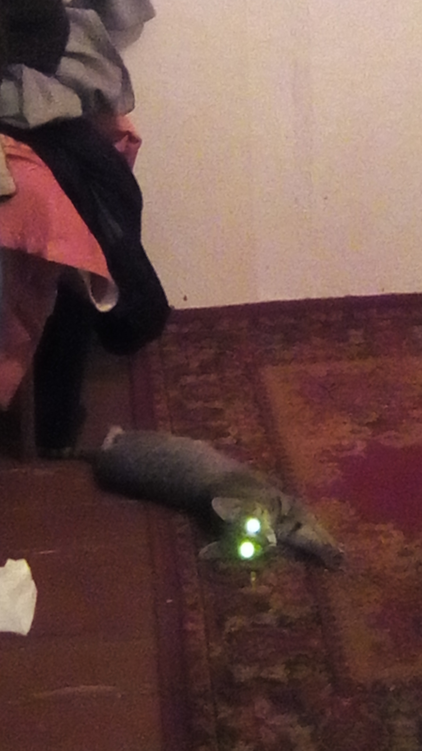 High beam did not turn off) - My, cat, Mustachioed - Striped, 