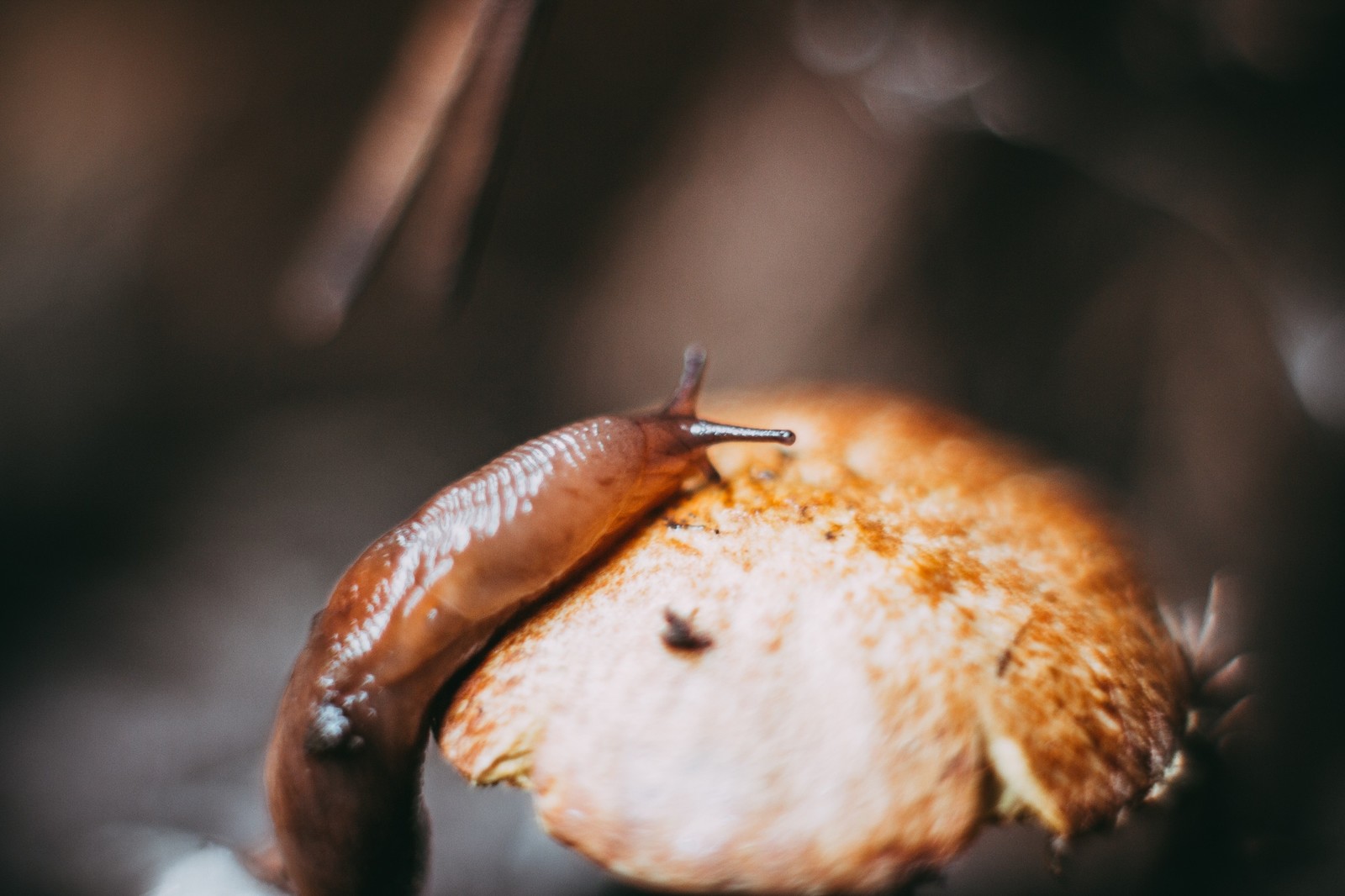 Mushroom and slug :) - My, Mushrooms, Slug, Macro, Macro photography, The photo, Slug