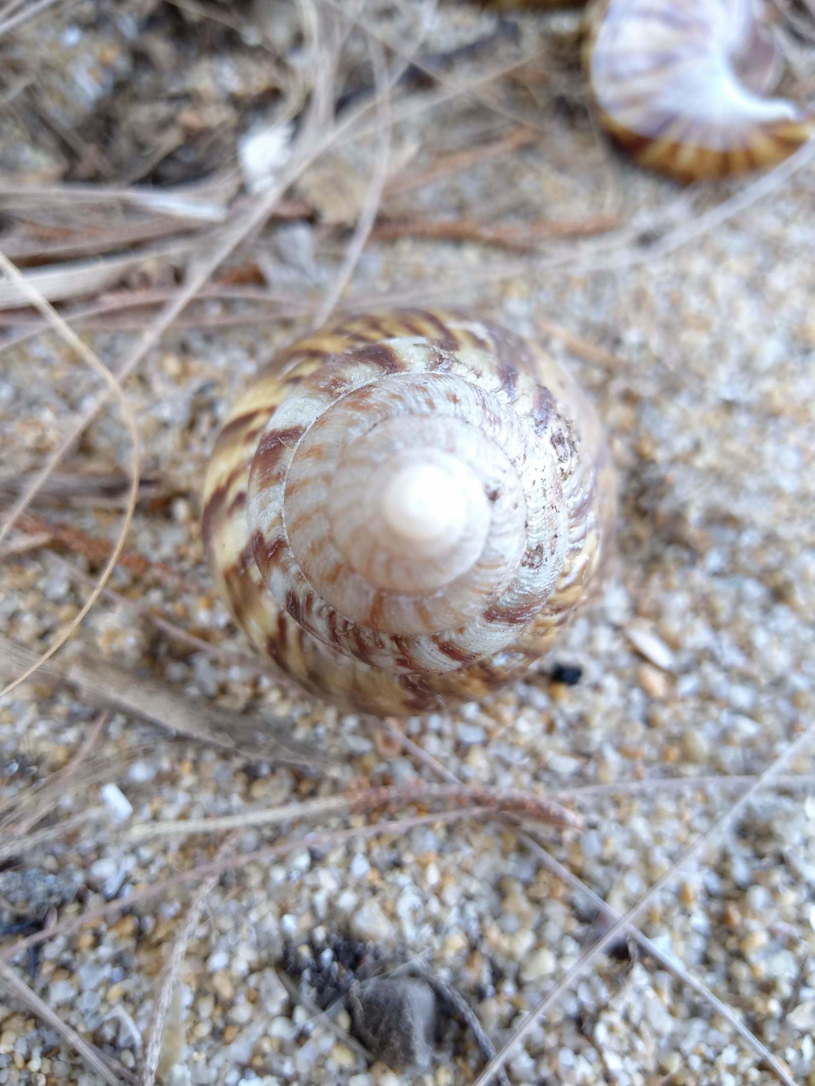 The shell levitates - My, Snail, Levitation, The photo