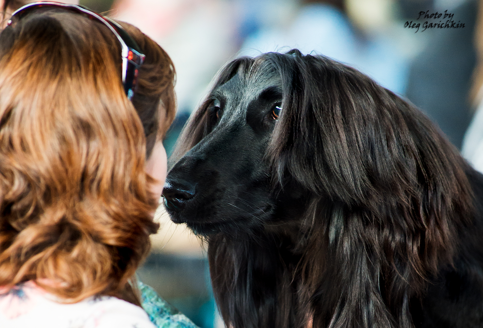 Another series of reportage shots from dog shows held in the South of Russia in 2018, enjoy watching))) - My, Dog, Dogs and people, Exhibition, Dog show, Animalistics, Pets, Longpost