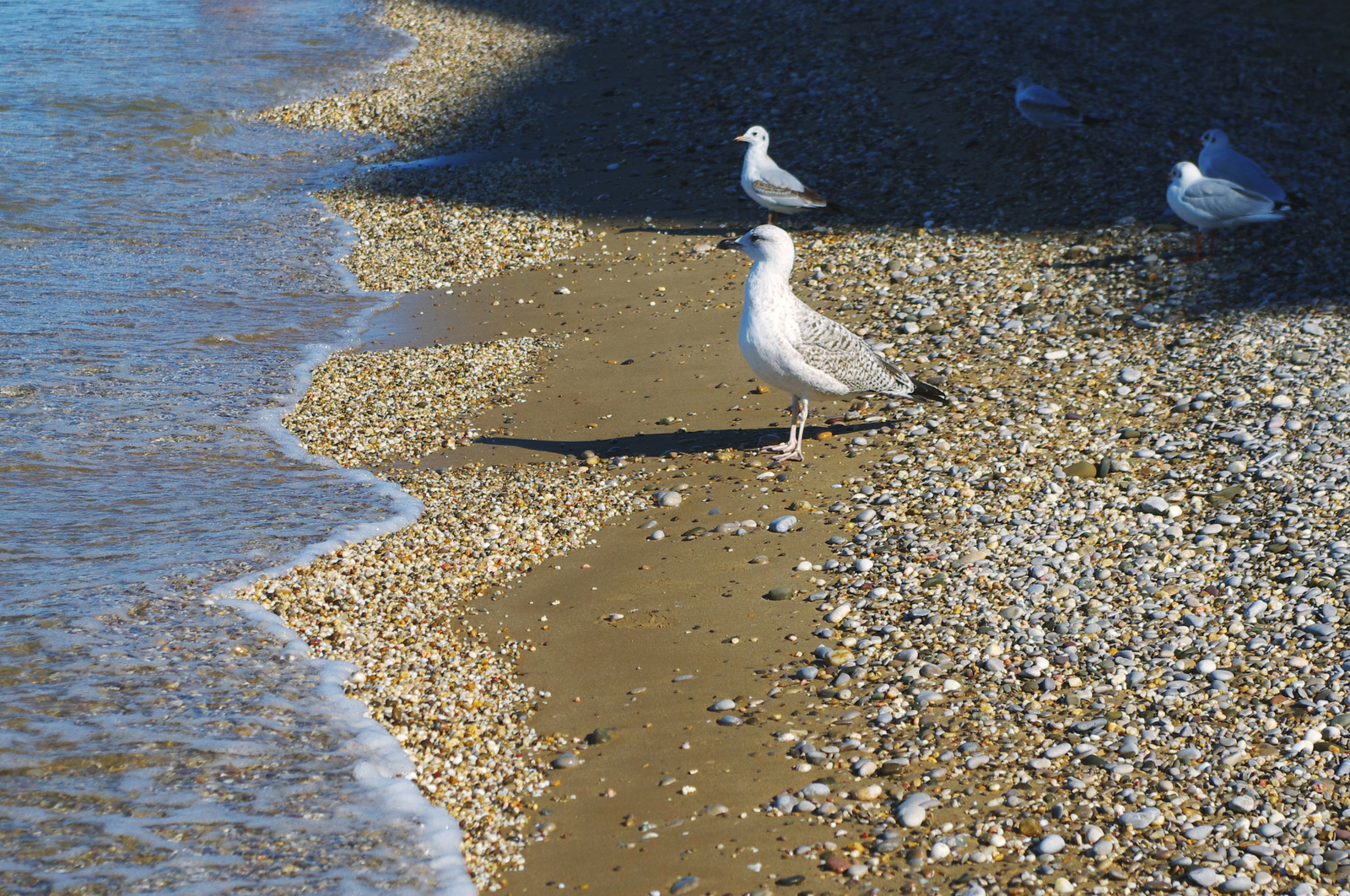 Kacha. - My, Crimea, Kacha, The photo, Sea, Seagulls, Coast, Lighthouse, Walk, Longpost