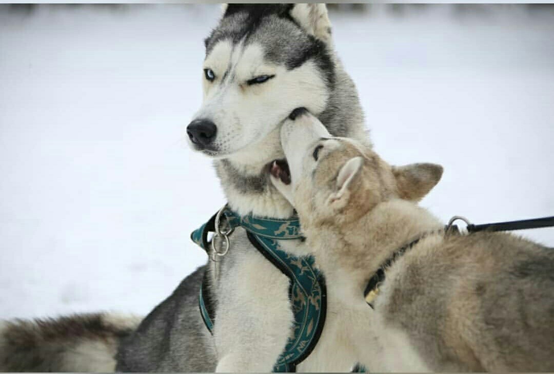 Likes make Likes - Dog sled, Kamchatka, Husky, Dog, Pets