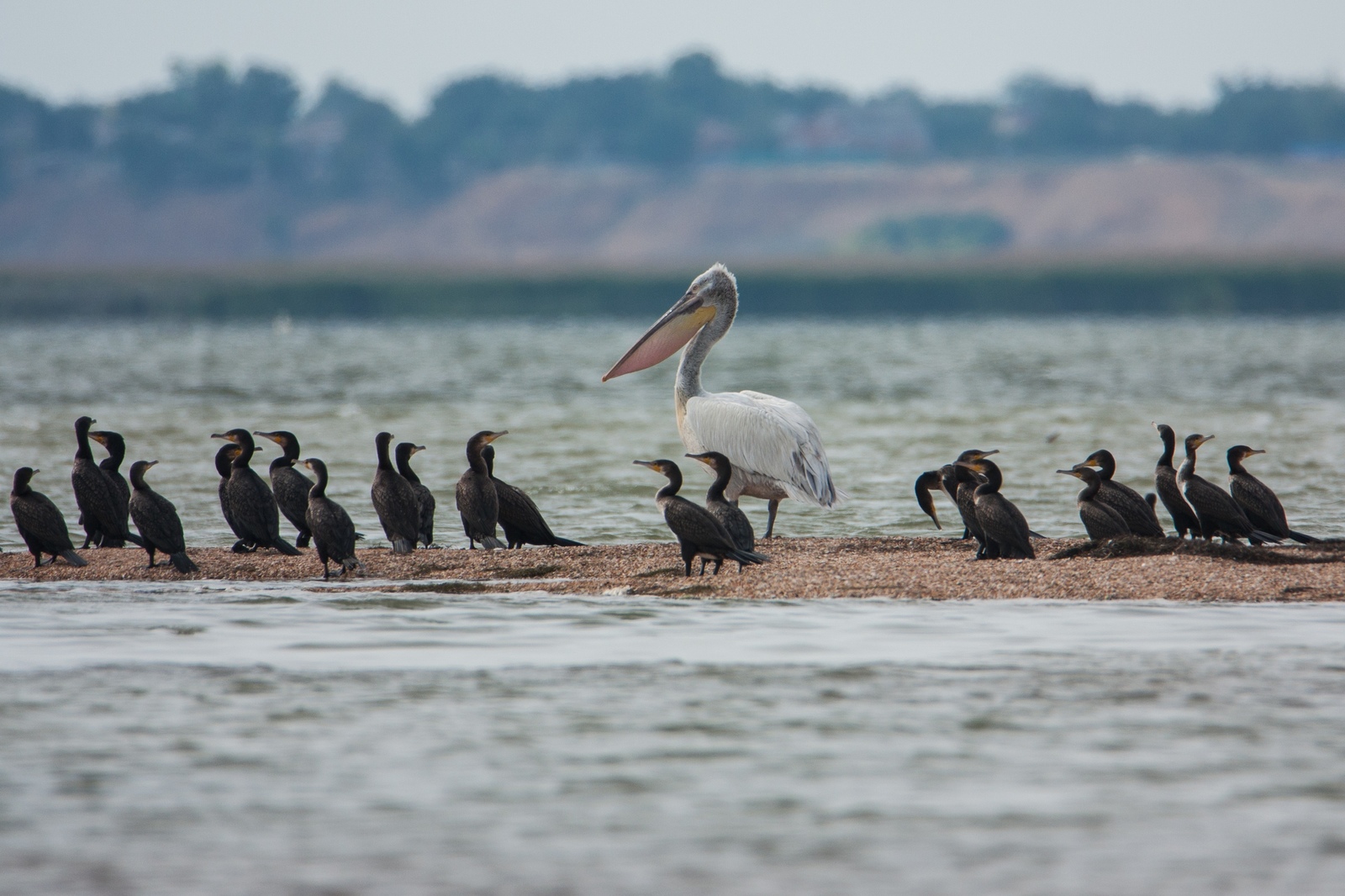 At home among strangers - My, Ornithology, Birds, Nature, Animals, The photo, Cormorants