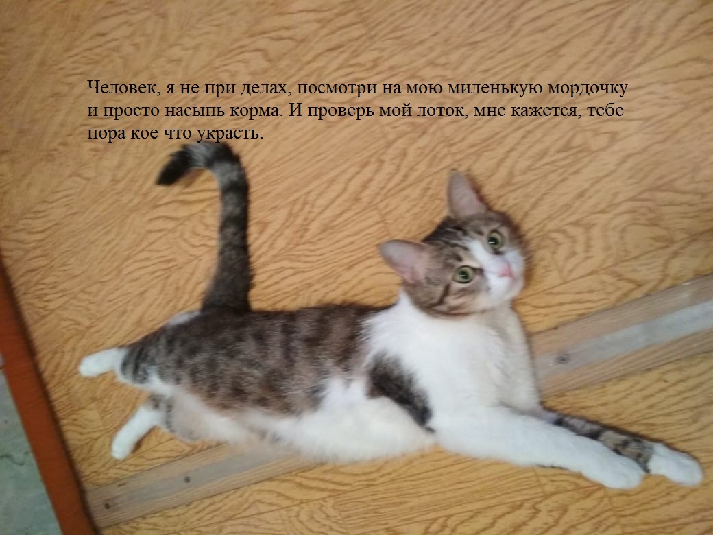 Cat terrorism and the revival of seedlings. - My, cat, Seedling, Dacha, Mat, With your own hands, Longpost