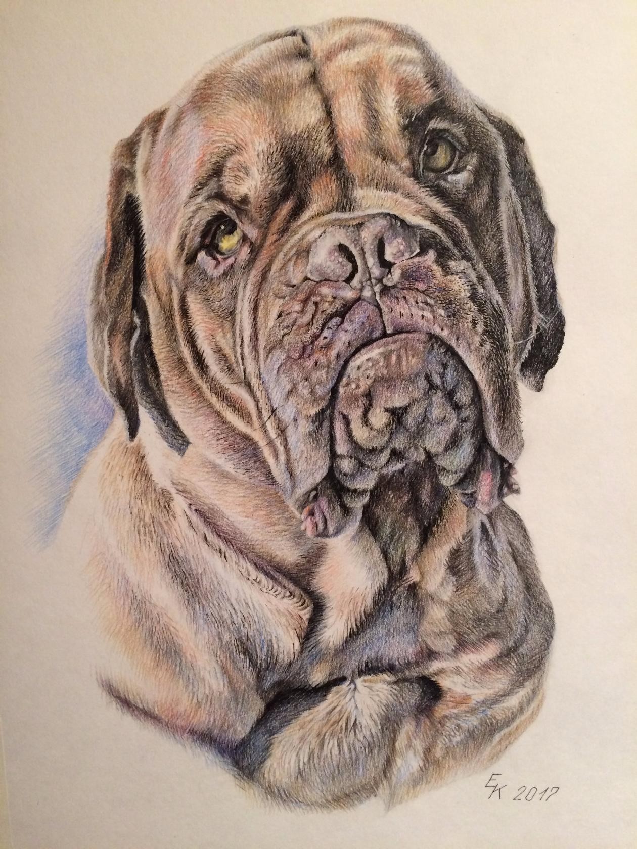 Doges of Bordeaux. The portraits are made with colored pencils. - My, Dog, Portrait, Drawing, Longpost