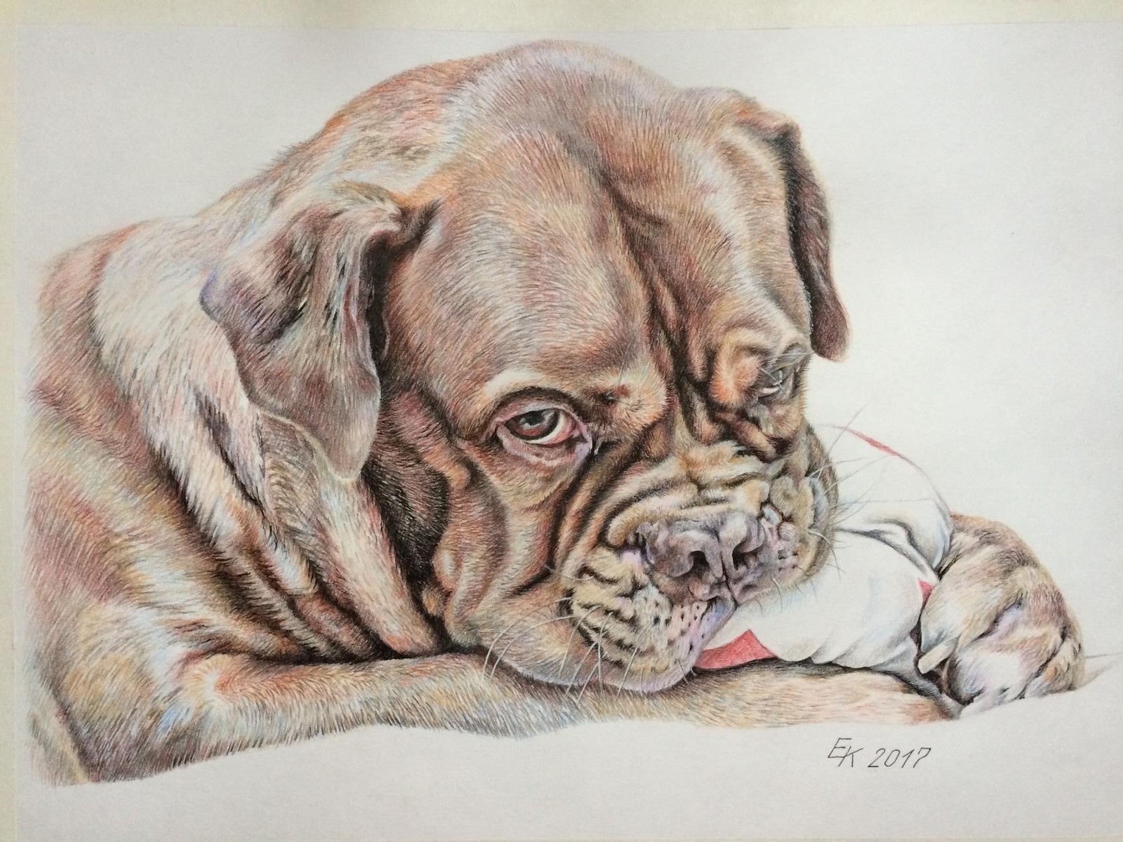 The portraits of the Dogue de Bordeaux are made with colored pencils. - My, Portrait, Dog, Animalistics, Colour pencils, Longpost, Drawing, Great Dane of Bordeaux, Animals