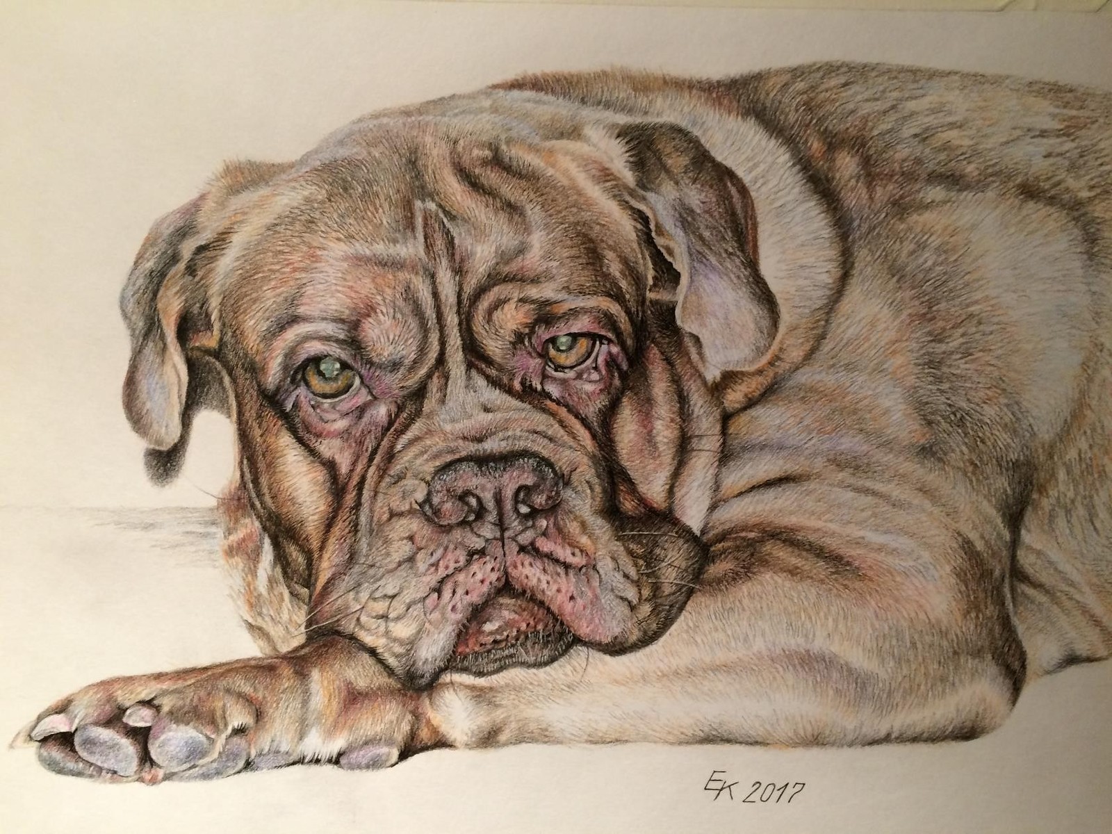 The portraits of the Dogue de Bordeaux are made with colored pencils. - My, Portrait, Dog, Animalistics, Colour pencils, Longpost, Drawing, Great Dane of Bordeaux, Animals