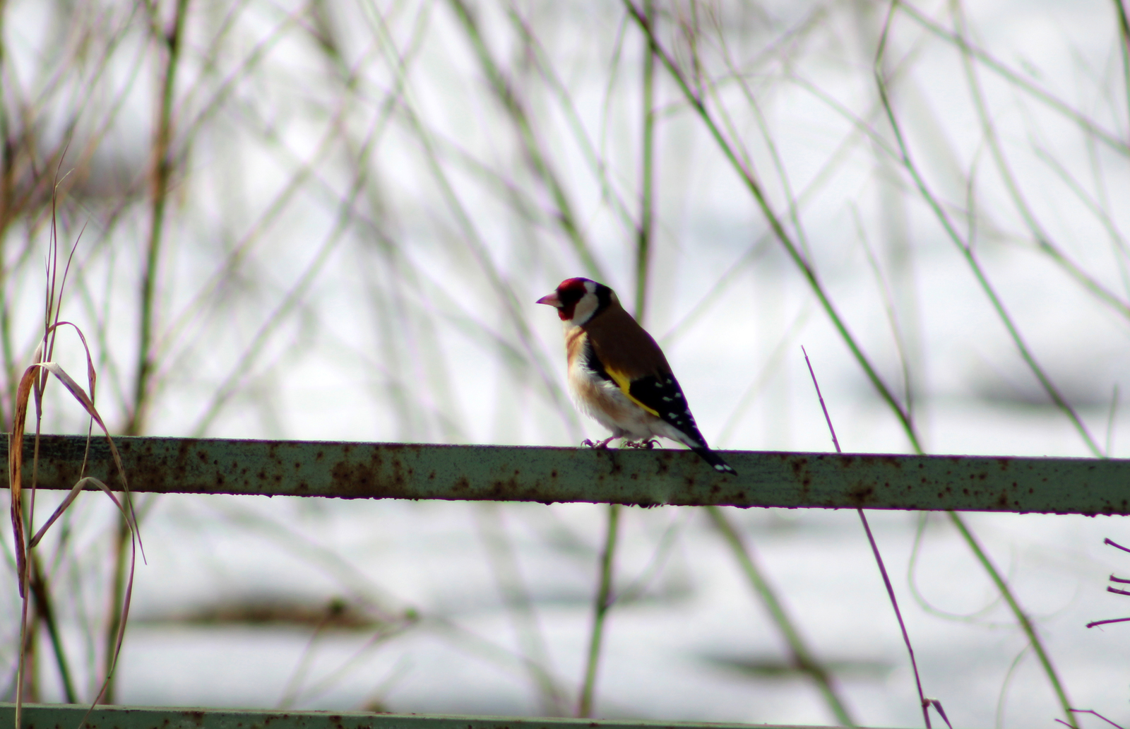 Spring walk in the forest - My, Spring, Birds, The photo, Longpost