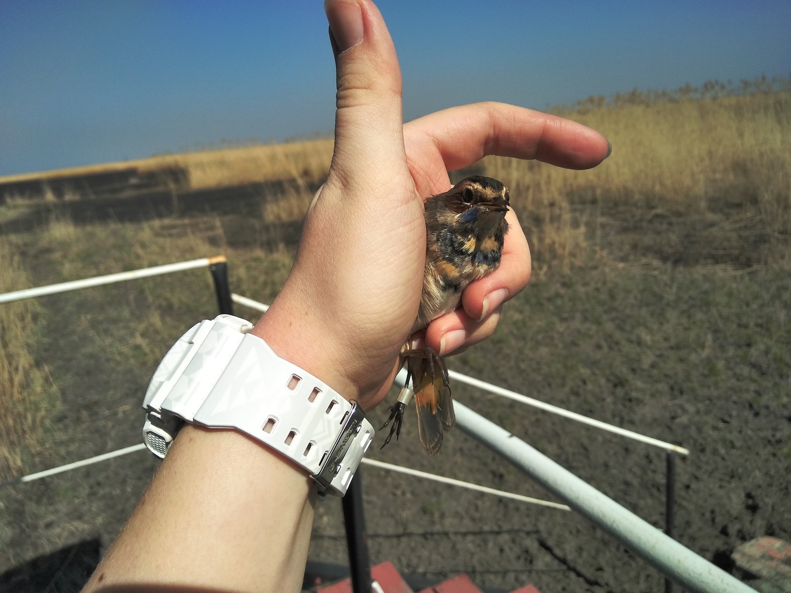 Bluethroat - My, The science, Ornithology, Birds, Longpost