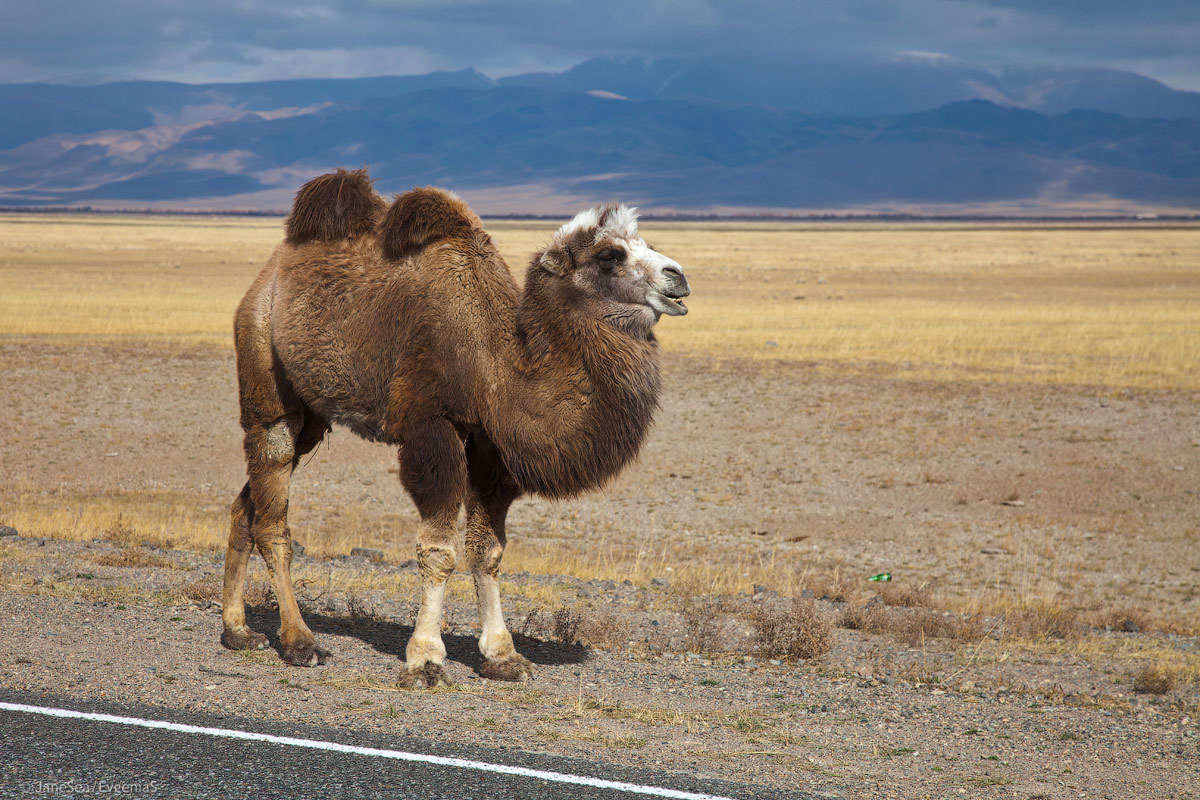 Another Planet or Altai is not for everyone. - My, Altai, Mountain Altai, Road trip, Longpost, Longtext, Russia, Travels, Altai Republic