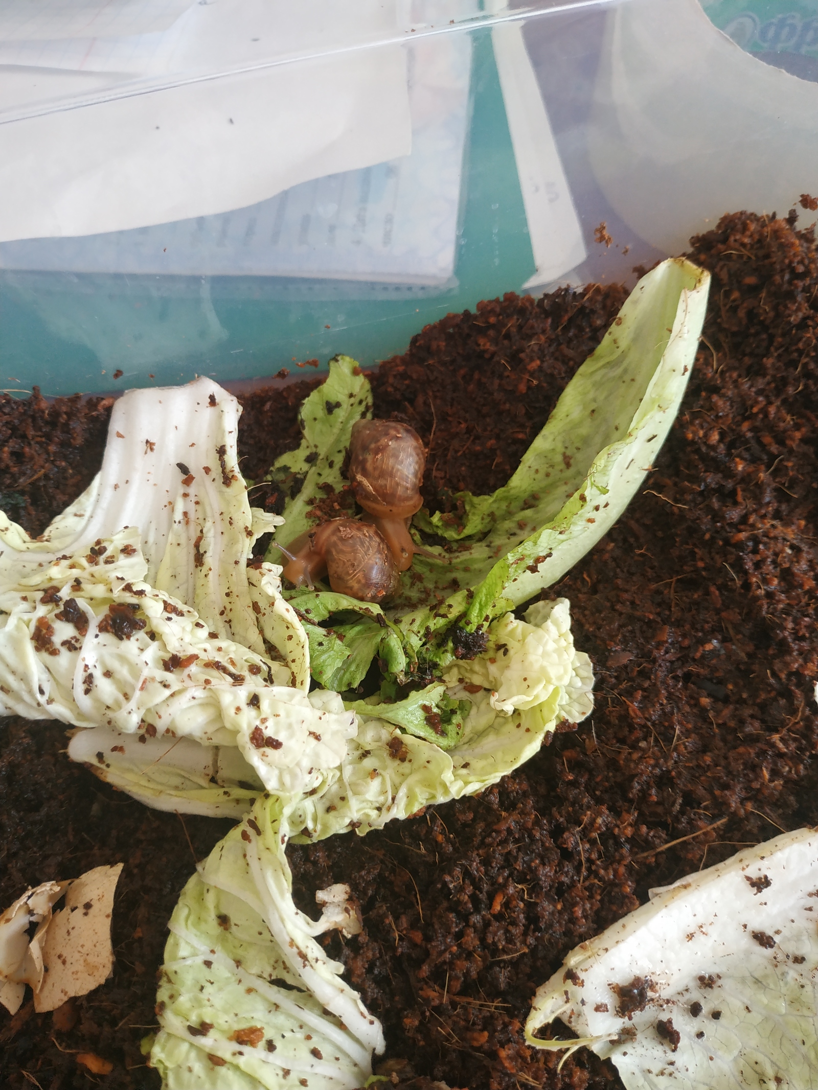 Snails as a pet. A diary. - My, , Pet, Achatina, Longpost, Pets