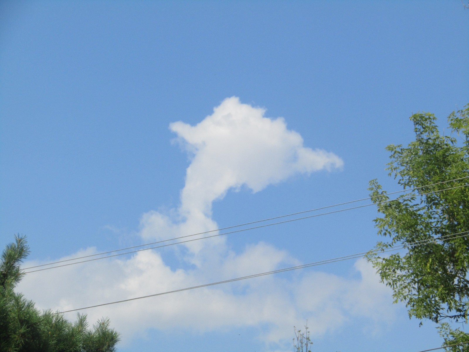 Dolphins fly? - My, Dolphin, Clouds, The photo, Sky, Nature