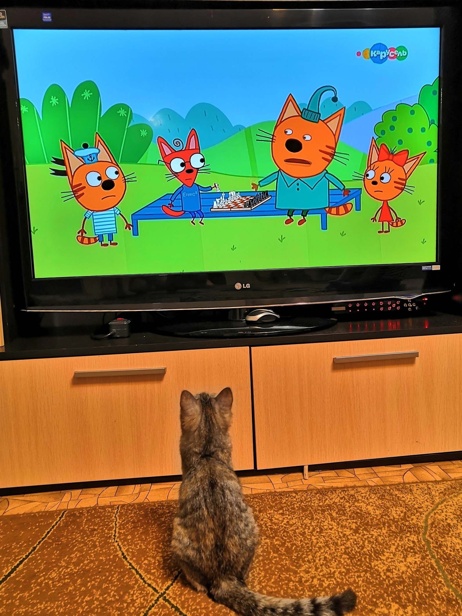 Телевизор хочу включить. Телевизор с мультиками. Кот на телике. Кот и телевизор. Кошачий телевизор.