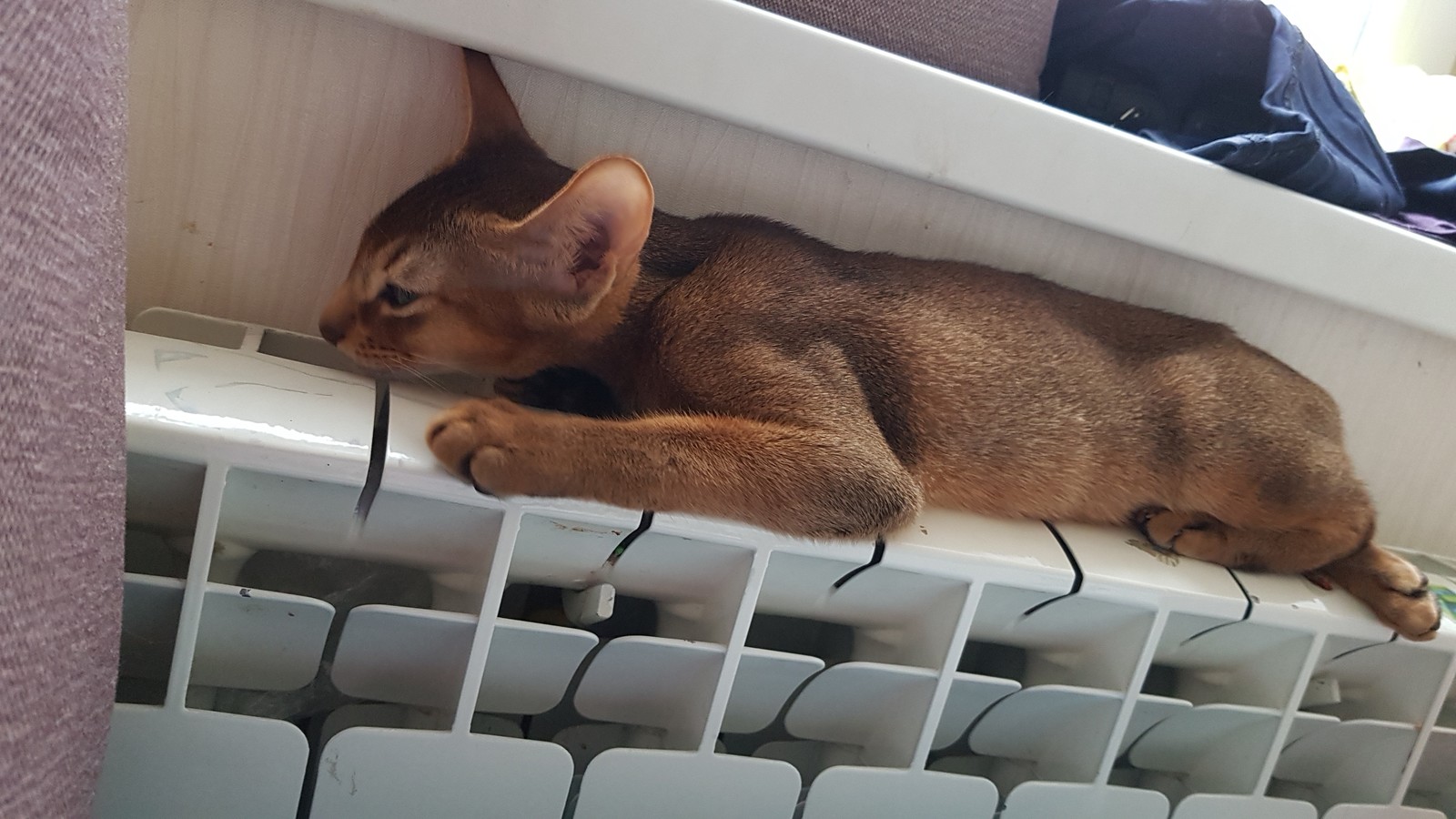 Abyssinian baby in your feed - My, cat, Kittens, , Longpost, Abyssinian cat, Pets