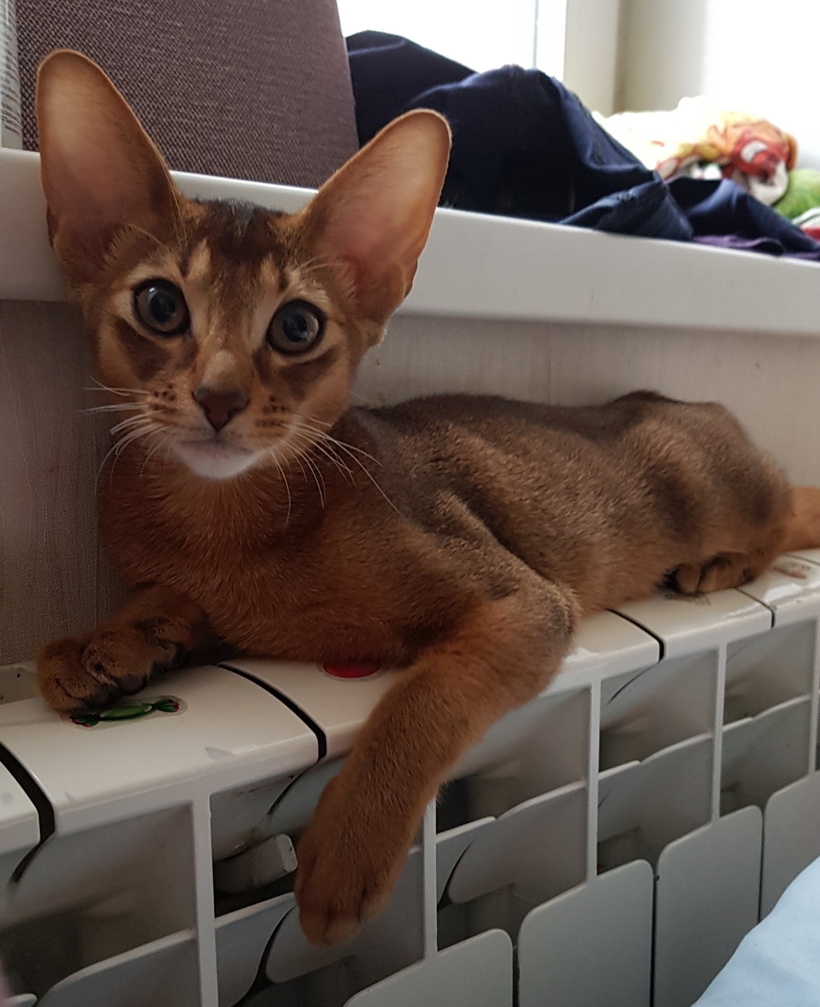 Abyssinian baby in your feed - My, cat, Kittens, , Longpost, Abyssinian cat, Pets