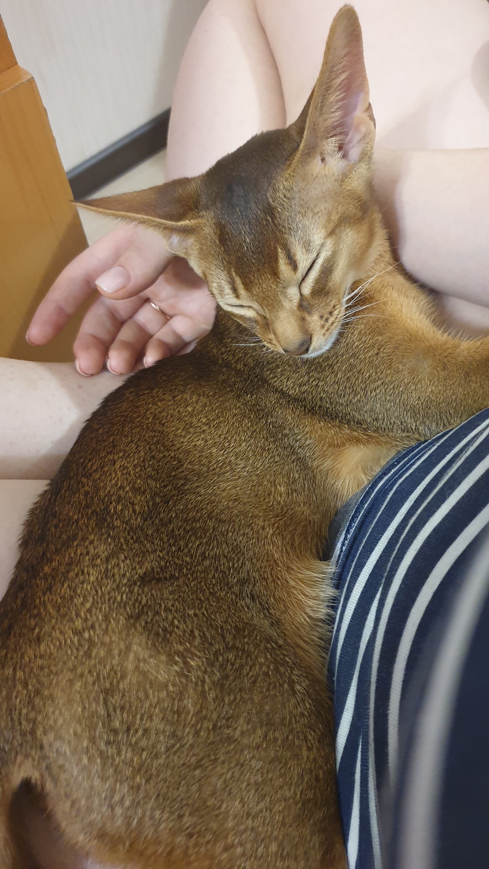 Abyssinian baby in your feed - My, cat, Kittens, , Longpost, Abyssinian cat, Pets