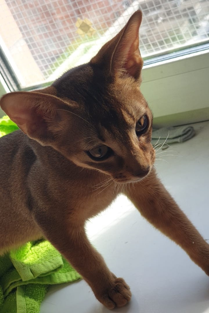 Abyssinian baby in your feed - My, cat, Kittens, , Longpost, Abyssinian cat, Pets