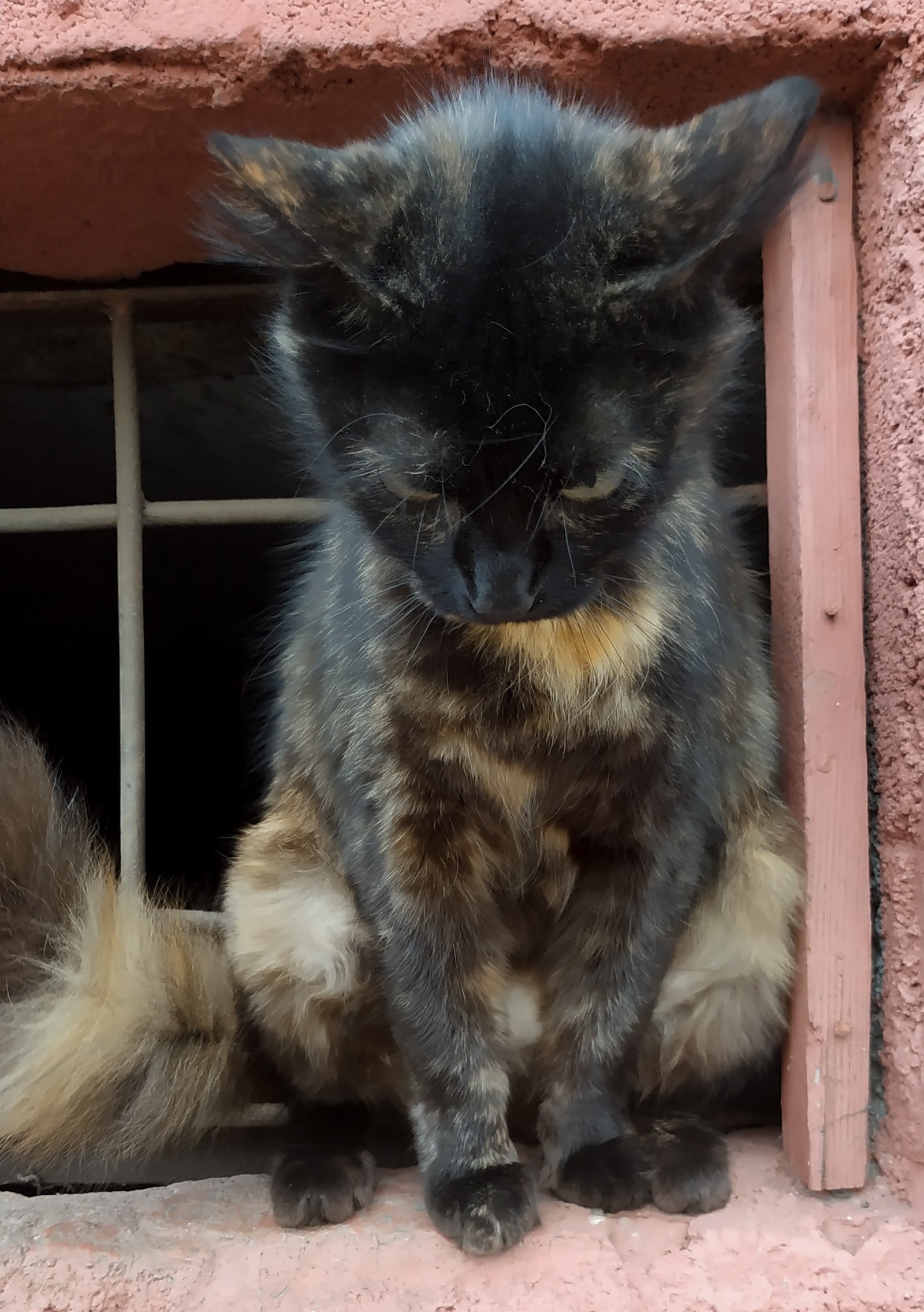 Little waif - My, cat, Minsk, The photo, Longpost