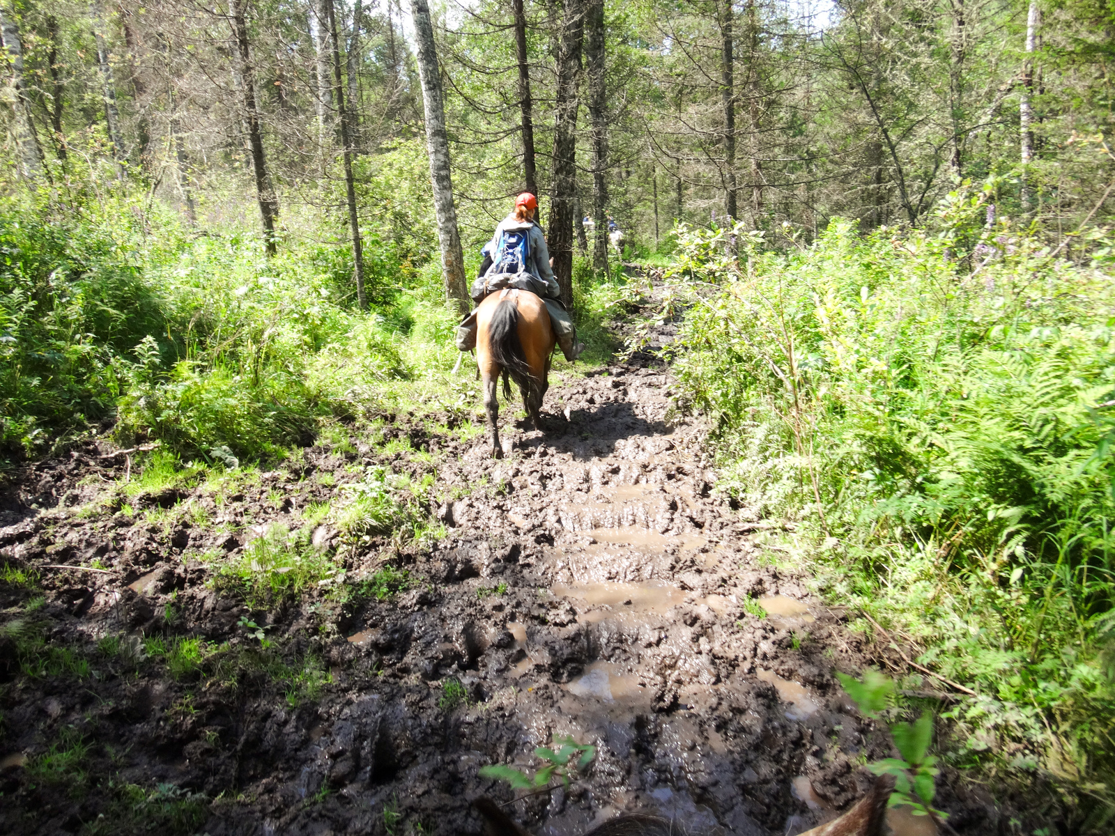 Horseback riding in Altai. - My, Mountain Altai, Horses, Hike, The photo, Longpost, Altai Republic