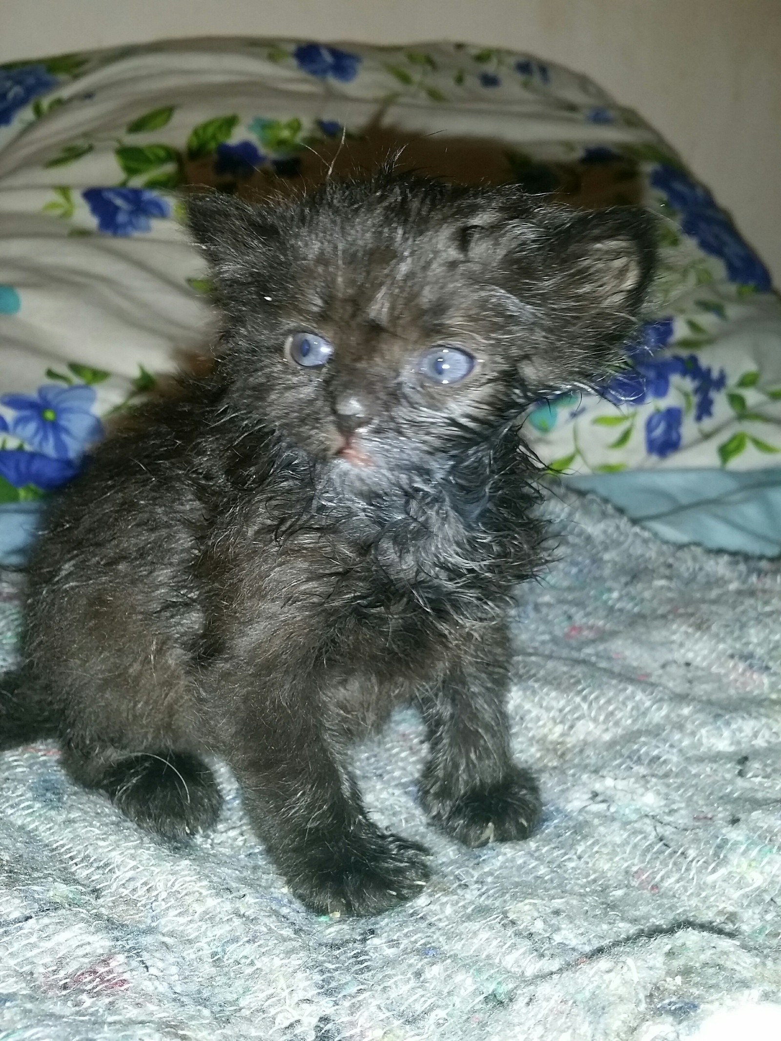 Katka - My, Foundling, Kittens, , Longpost, cat, Children, Dog