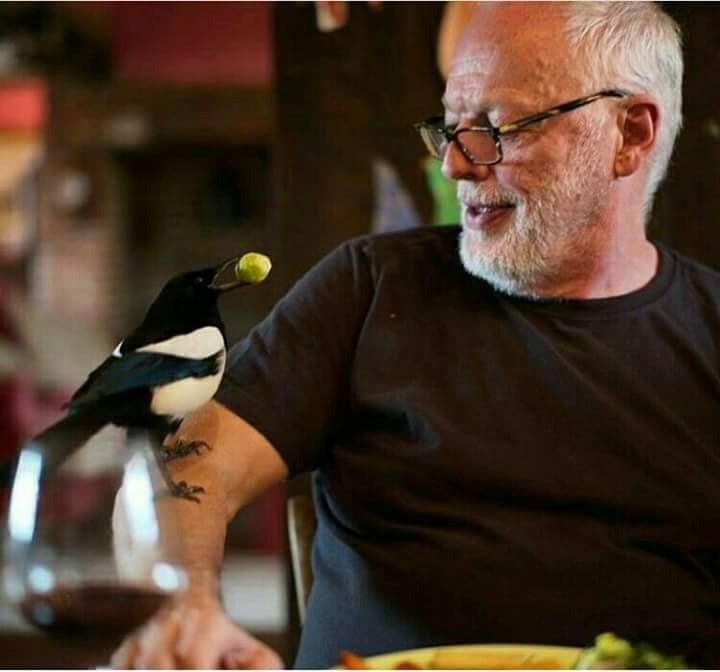 David Gilmour and Magpie - Pink floyd, , Magpie, Longpost, David Gilmour